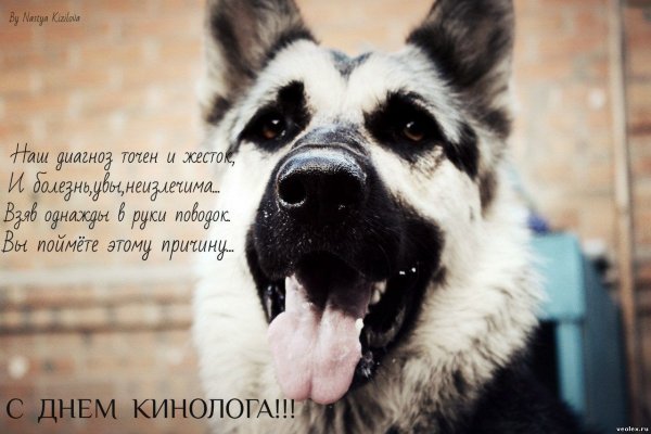 День кинолога МВД 2021