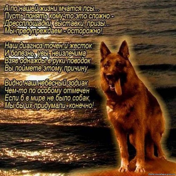 День кинолога