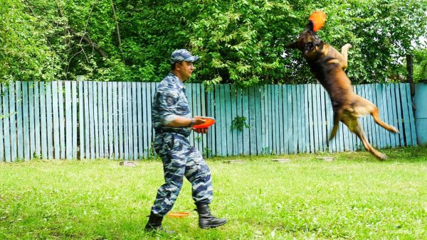 Кинологи отметили профессиональный праздник