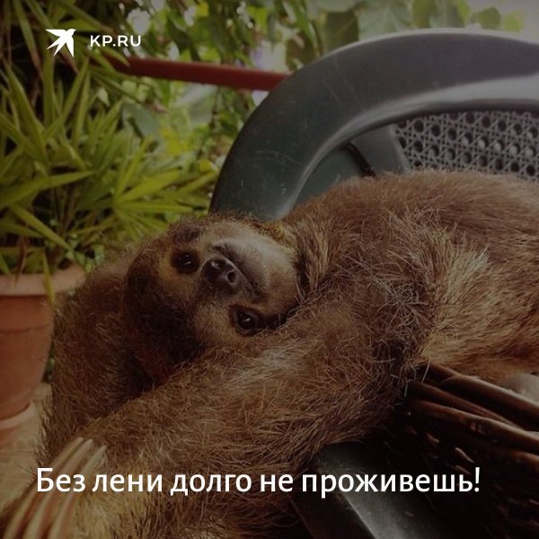 Ленивец праздник