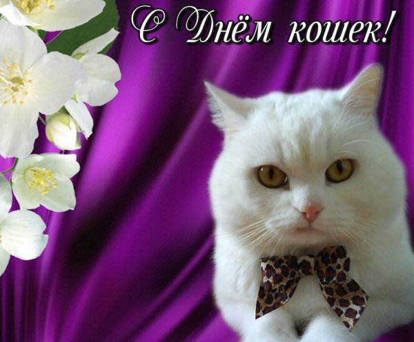 День кошек