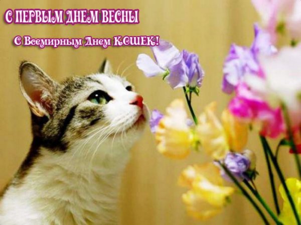 С днем кошек и первым днем весны