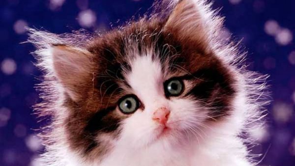 Открытки с днём кошек