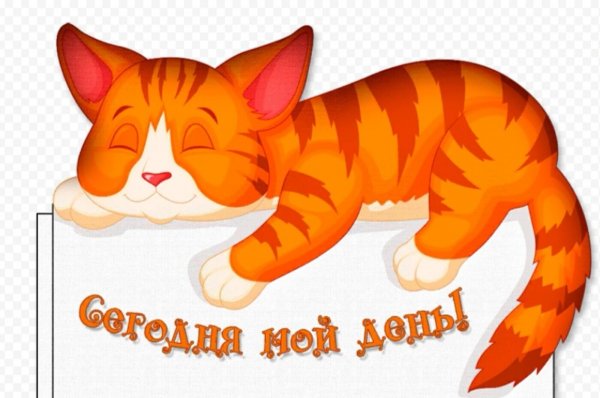 Международный день кота