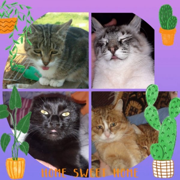 22 Февраля день кошки