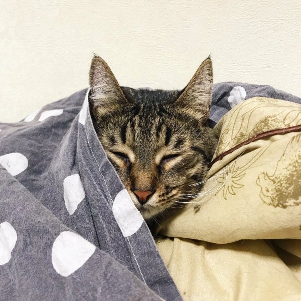 Кошатники котов