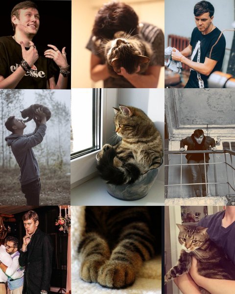 Истинный кошатник