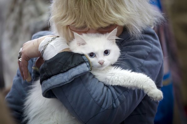 Сегодня Всемирный день кошатников