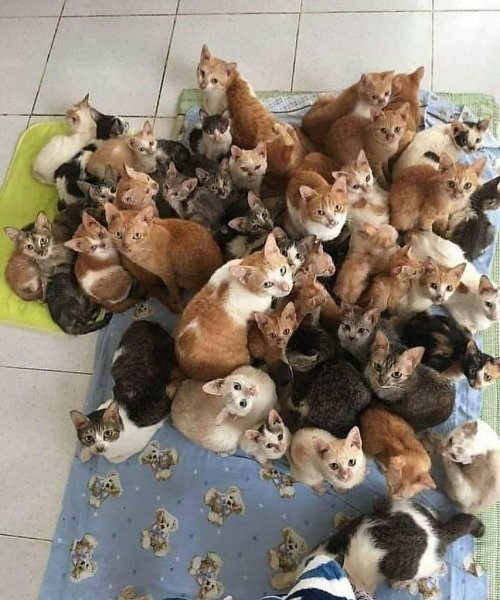 Куча котят