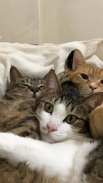 Кошки подружки