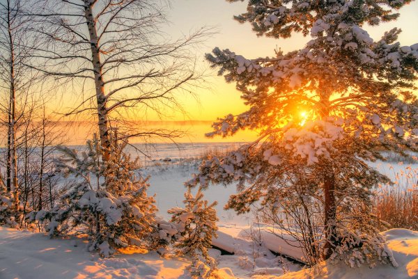 Рассвет в лесу зимой