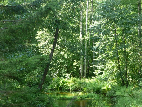 Всемирный день леса