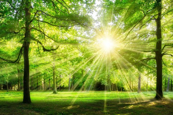 Международный день лесов