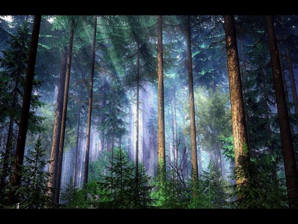 Акция Международный день леса