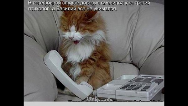 Алло Кремль я бы хотела работать в правительстве