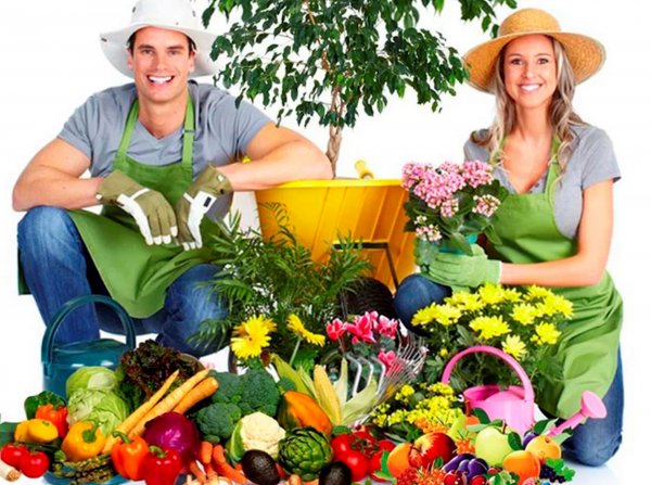 День дачника