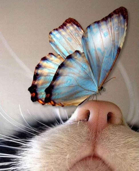 Светлана Рехарская