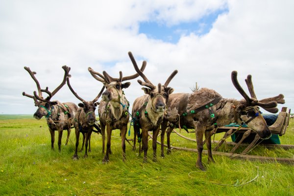 Нарьян мар ненцы олени