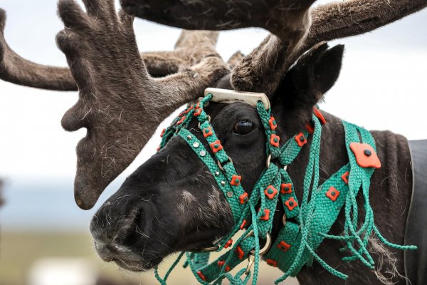 День оленя 2 августа