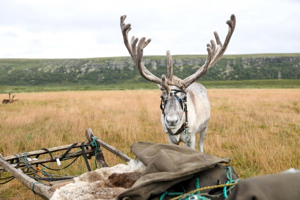 Прирученный олень