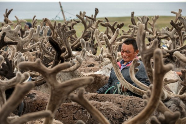 День оленя в Ненецком автономном округе