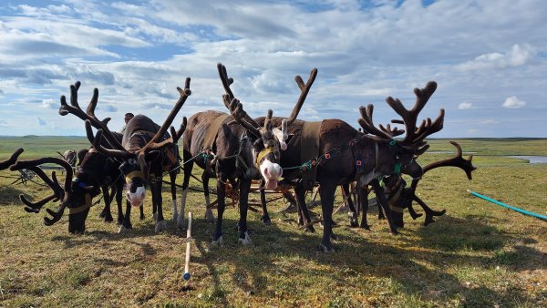 День оленя Ненецкий автономный округ