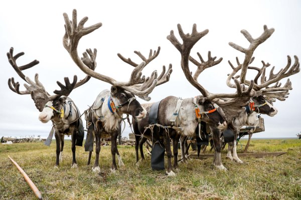 День оленя 2021