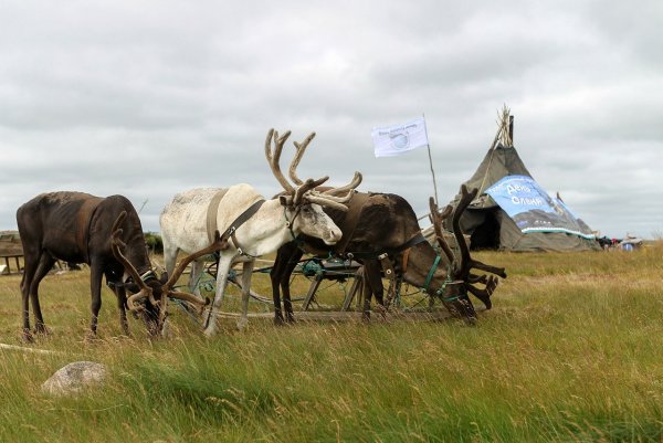 Ненцы Колгуев