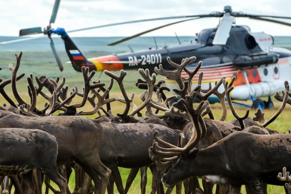 День оленя