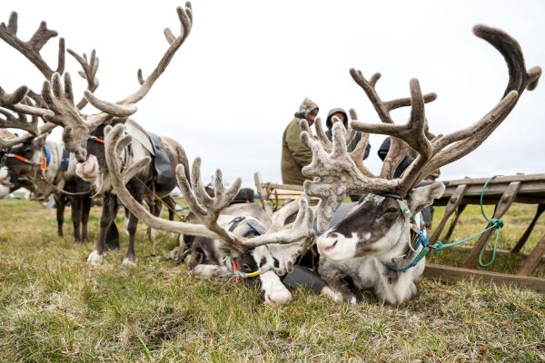 Минеев птицы Большеземельской тундры