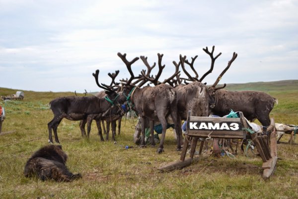 Юбилей у оленя