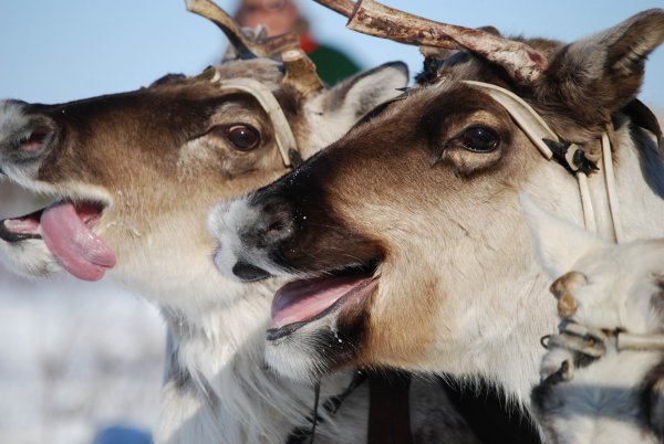 День поиска Северного оленя