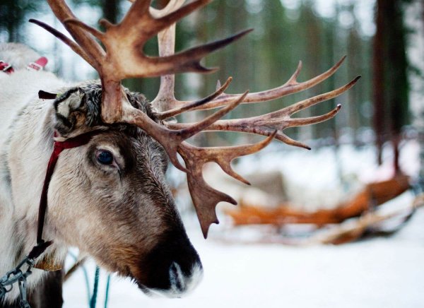 Северный олень крупным планом