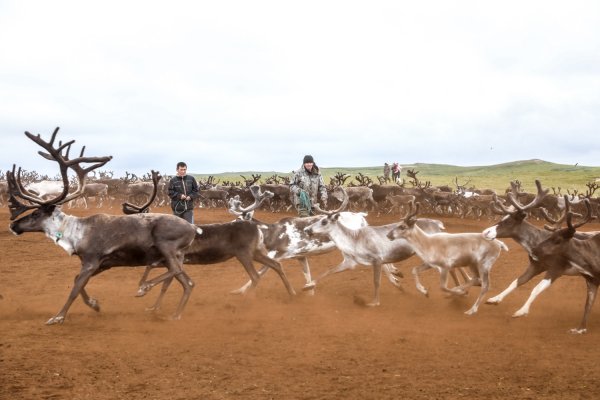 День оленя в Ненецком автономном округе