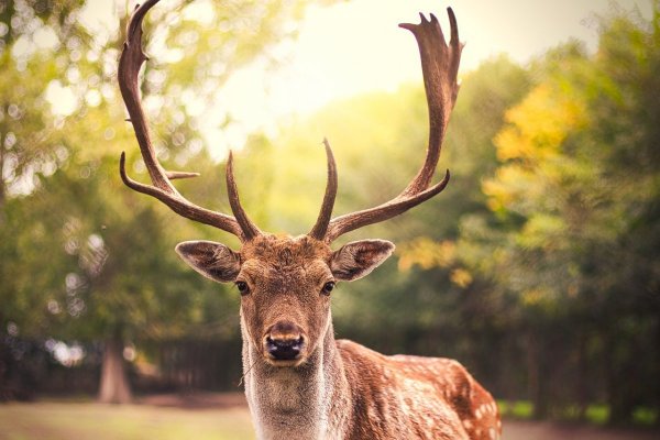 Олень эмоции