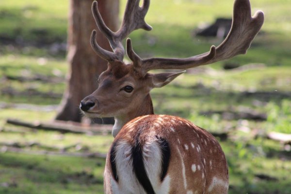 Лань или олень