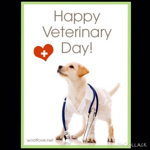 Поздравление с днем ветеринарного
