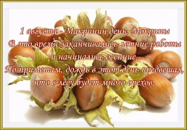 Фундук в августе