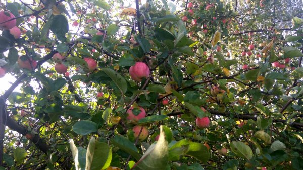 1 Августа приметы