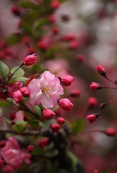 Сакура яблоня