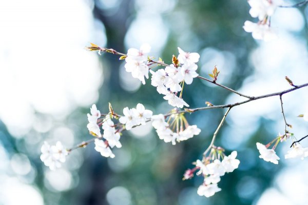 Весна лес добрый день гиф