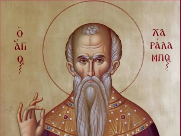 Черемуха дерево