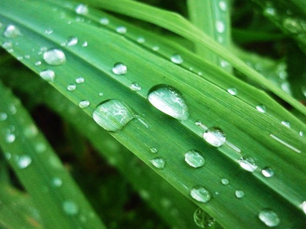 Росинки на траве осенью