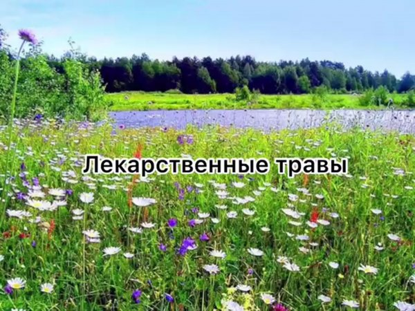 Растения Луга Воронежской области