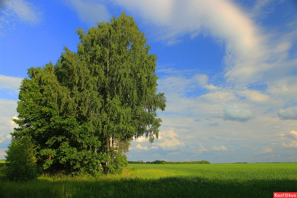 К. Вольф июньский день