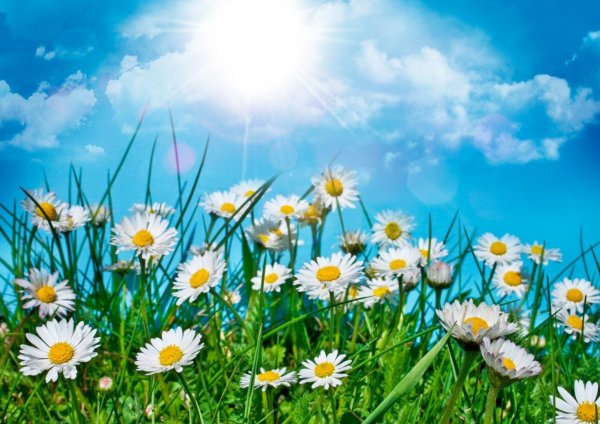 Природа ромашки