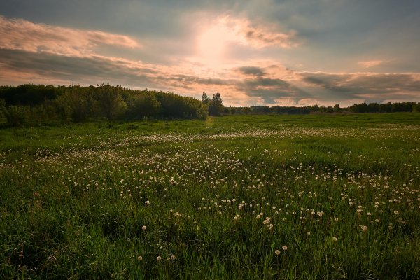 Летние Луга центральной России