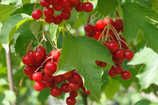 Калинник 11 августа