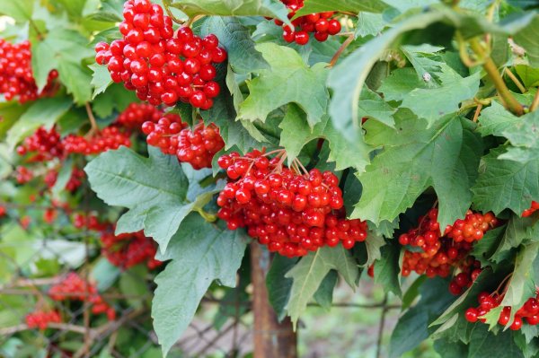 Калина в природе в октябре