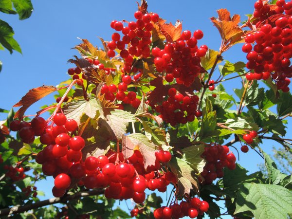 Праздник калины